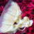 Frontals